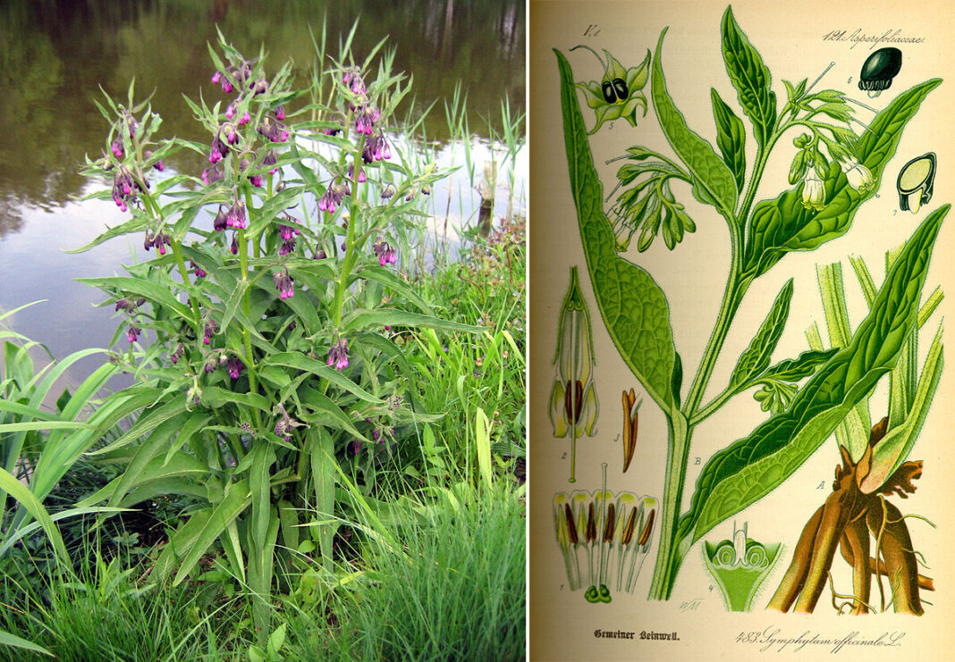 gavez-Foto-Agnieszka-Kwiecien-Wikipedia-Ringier-kombo