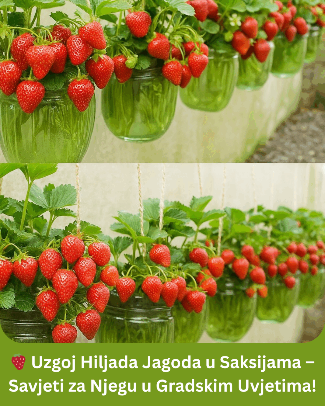 3066-uzgoj-hiljada-jagoda-u-saksijama-savjeti-za-njegu-u-gradskim-uvjetima