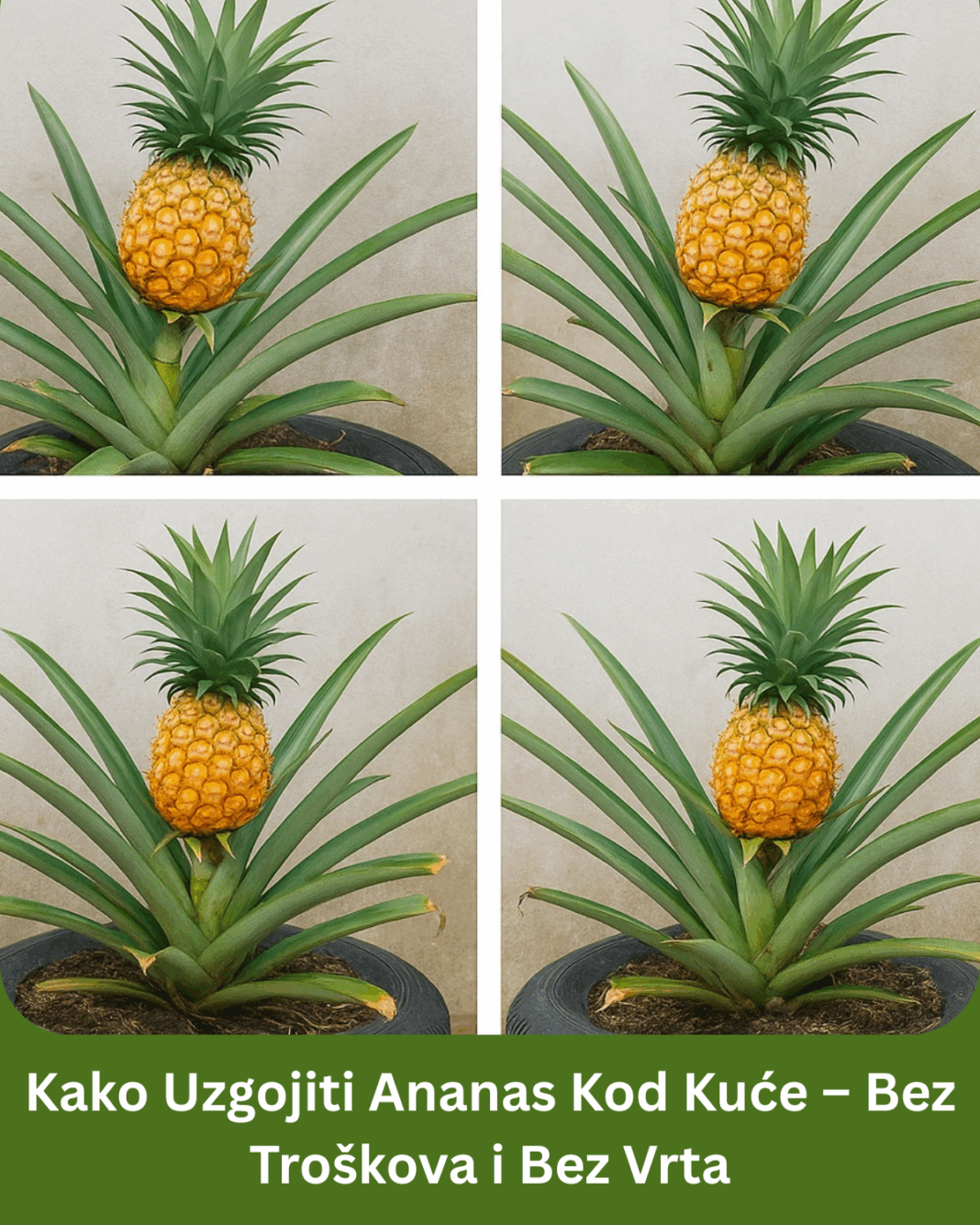 3148-kako-uzgojiti-ananas-kod-kuce-bez-troskova-i-bez-vrta