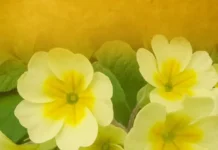 Jagorčevina – prirodni lijek za srce, pluća i bubrege