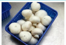 PERETE LI GLJIVE PRIJE PEČENJA: Pravite veliku grešku, kuharica otkrili kako se one ustvari spremaju