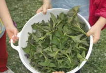 ZA ŠTA SE SVE KORISTI KOPRIVA: Za negu lepote dušu dala