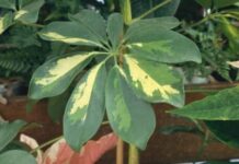 KAKO DA PRIPREMITE SOBNE BILJKE ZA JESEN: kako da se biljke priviknu na promenu godišnjeg doba