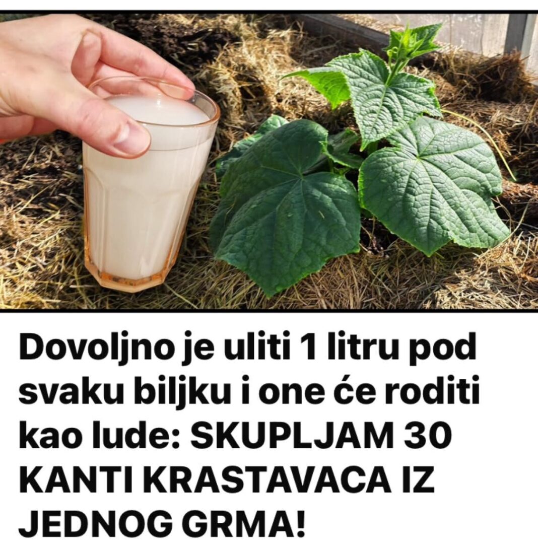 445074201_786317683629436_7394521136866974001_n