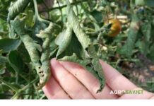 Da li se listovi PARADAJZA uvijaju? Ovako štedite svoju žetvu!