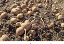 UBACITE 1 VOĆKU U VREĆU SA KROMPIROM I SPREČIĆETE KLIJANJE: Malo ko je znao da se u tome krije TRIK