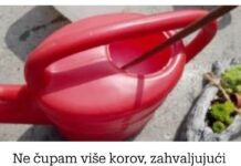 Ne čupam više korov, zahvaljujući komšijskom savetu, imam čisto cijelo dvorište bez posla: NAJMOĆNIJI LIJEK ZA KOROV ZA PAR CENTI!