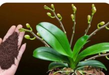 Dovoljna je kašikica JEDNA..