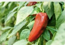 AKO ZALIVATE PAPRIKE OVIM RASTVOROM RAĐAĆE KAO LUDE: 3 namirnice iz vaše kuhinje pravo su blago za biljke