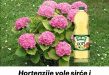 Hortenzije vole sirće i MLJEVENU kafu: Pratite ove savjete tokom sezone i imat ćete 10x više cvjetanja!