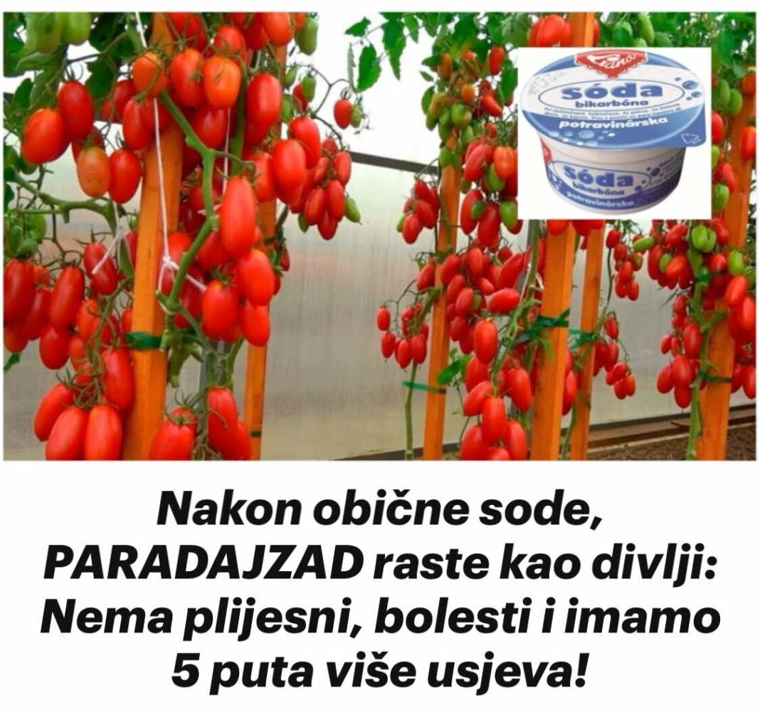 450859185_810643254530212_8532448769743769726_n