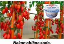 Nakon obične sode, PARADAJZAD raste kao divlji: Nema plijesni, bolesti i imamo 5 puta više usjeva!