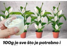 100g je sve što je potrebno i spatifilum cvjeta skoro NON-STOP: Nema bolesti, imamo 5 puta više lijepih listova i cvjetova!