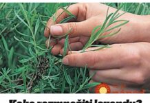 Kako razmnožiti lavandu? Ovo je najlakši način – i NIKAD JE više ne morate kupovati!
