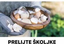 PRELIJTE ŠKOLJKE JAJA SIRĆETOM: Brzo ćete riješiti problem u bašti!