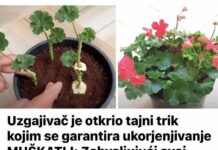 Uzgajivač je otkrio tajni trik kojim se garantira ukorjenjivanje MUŠKATLI: Zahvaljujući ovoj metodi, dobijate SNAŽNE sadnice apsolutno besplatno!