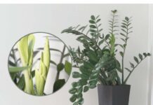 Samo 3 supene kašike i zamiokulkas će dati PUNO novih listova!