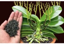 Dovoljna je samo JEDNA šaka i orhideje prelijepo cvjetaju tokom cijele godine!