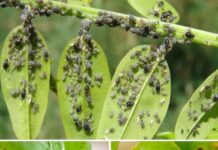 Nema više lisnih uši ili kukaca na vašim biljkama – KAKO IH ELIMINIRATI NA JEDNOSTAVAN I PRIRODAN NAČIN