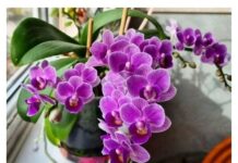 Nikada neće uvenuti: Orhideje ne zalijevajte vodom, VEĆ OVOM TEČNOŠĆU