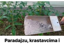 Paradajzu, krastavcima i ostalom povrću odmah dajte pepeo: POVEĆANI PRINOSI SU ZAJAMČENI!