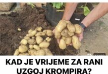 KAD JE VRIJEME ZA RANI UZGOJ KROMPIRA? Ovako mi to radimo za obilan urod!