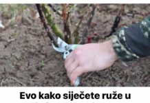 Evo kako siječete ruže u proljeće: Morat ćete OVO uraditi u proljeće, procvjetaće kao nikada prije!