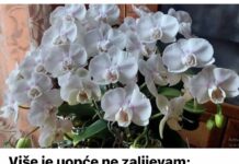 Više je uopće ne zalijevam: PROBALA sam ovaj čudan trik da presadim orhideju i nakon dvije godine je ovako procvjetala!