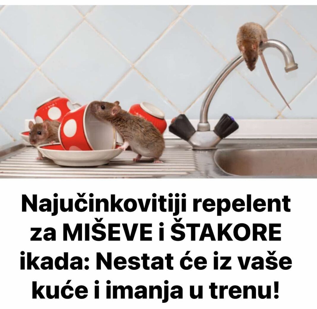 476261654_950870083840861_6979016610913659894_n