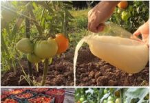 Moja komšinica mi je rekla ovu tajnu – Ovo đubrivo čini da paradajz raste 10 puta brže