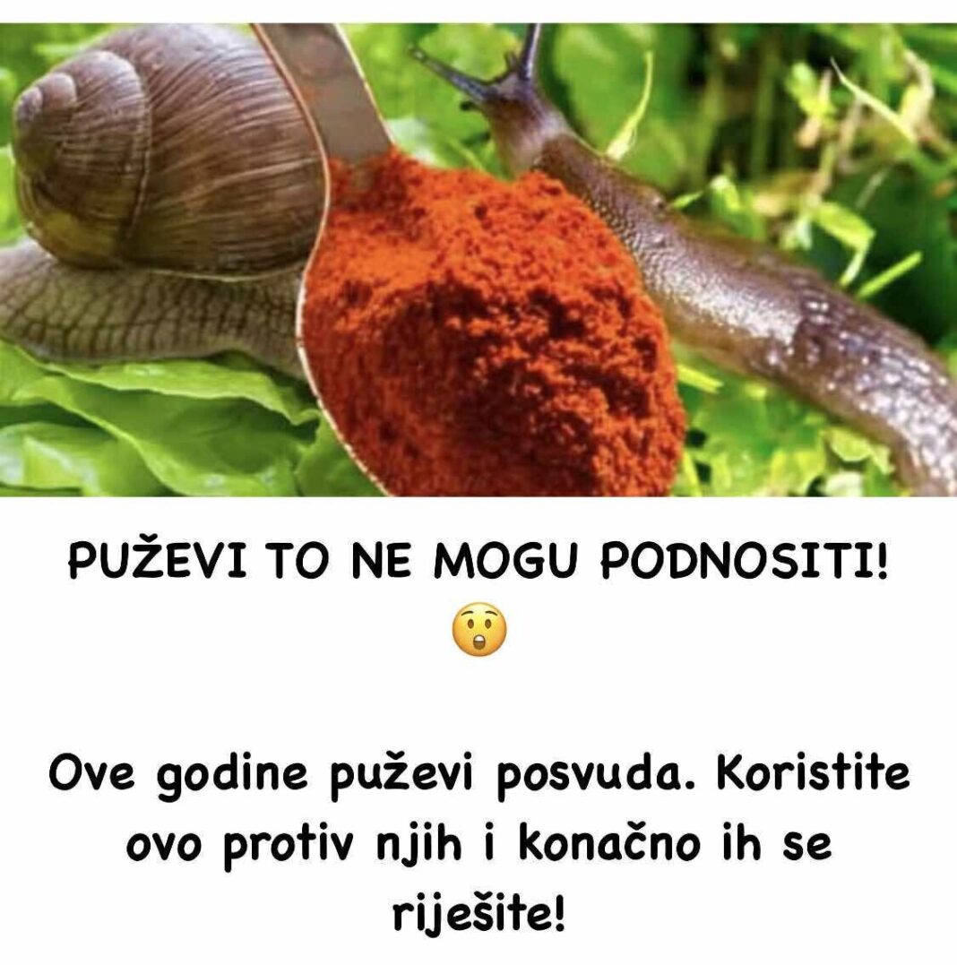 504429415_1042060764721792_4439020447072779042_n