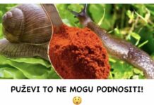 PUŽEVI TO NE MOGU PODNOSITI! 😲 Ove godine puževi posvuda. Koristite ovo protiv njih i konačno ih se riješite!