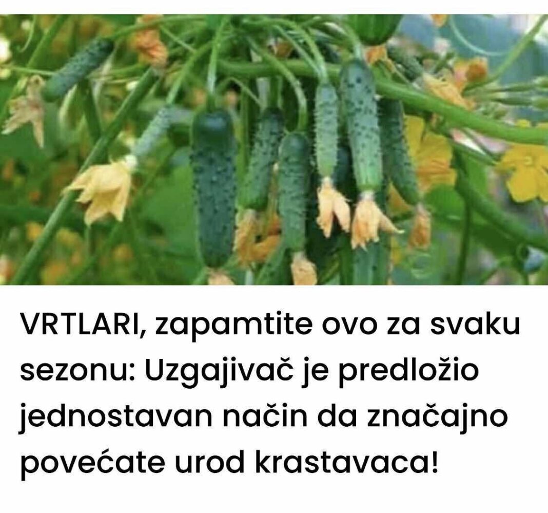 505720274_1043134404614428_5214844201335278191_n