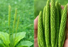 ČUDESNA BOKVICA: Melem za uši, štiti pluća, čistu krv, liječi čirevu, otečene žlijezde i hemoroide…