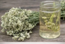 Biljni napitak od stolisnika: Tradicionalni prirodni lijek sa snažnim zdravstvenim prednostima