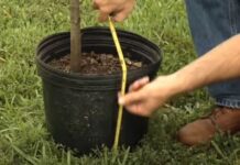 VERUJE SE DA DONOSI VELIKU NESREĆU: Koje drvo ne smete imati u dvorištu?