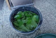 ORGANSKO ĐUBRIVO OD SAMO 2 SASTOJKIA: Uz pomoć ovog sredstva biljke rastu neverovatnom brzinom