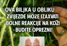 Divlja biljka u obliku zvijezde: Zdravstvene prednosti i skrivene opasnosti