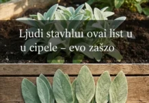 Zašto ljudi stavljaju listove kadulje u cipele: Zdravstvene prednosti koje biste trebali znati