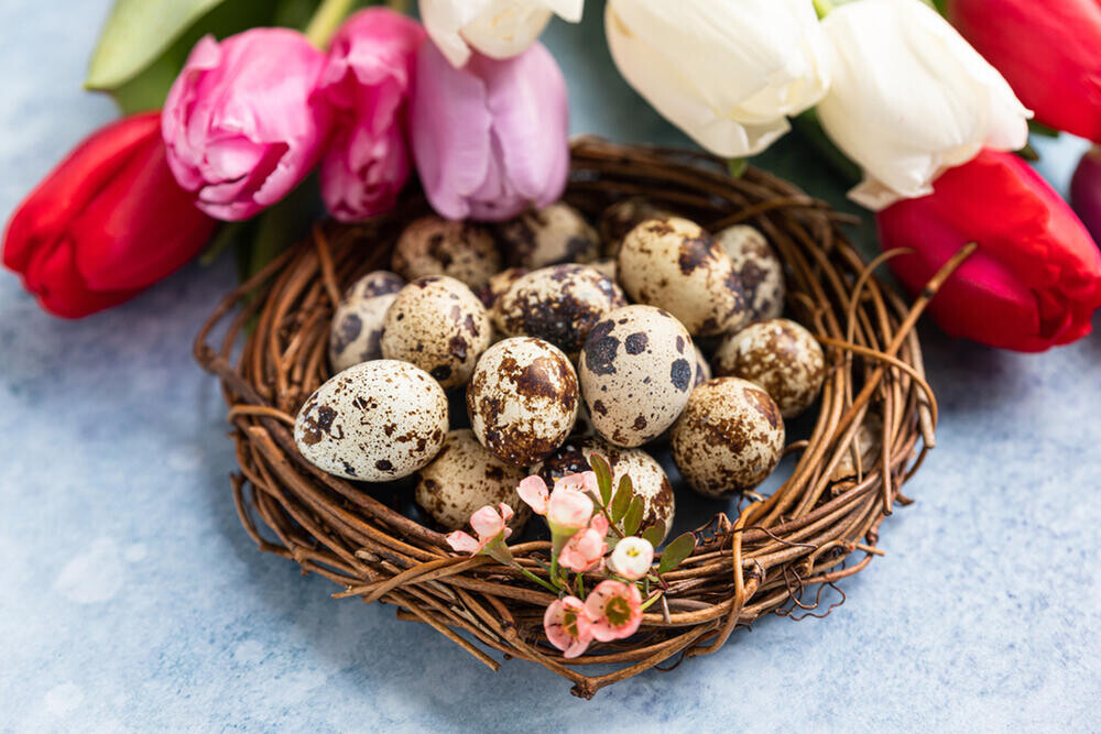 412889_prepelicja-aja.shutterstock-1936238221_ff