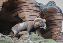 OVAN – PREOKRET KOJI STE ČEKALI: Dolaze dani koji donose mir i radost!